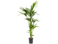 Hydropflanze Kentia-Palme Howea forsteriana Topf Ø 18 cm /Höhe 140 cm