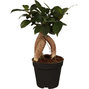 Ficus Ginseng Bonsai in vaso, pianta d'appartamento con radici dalla forma bizzarra e foglie verdi.