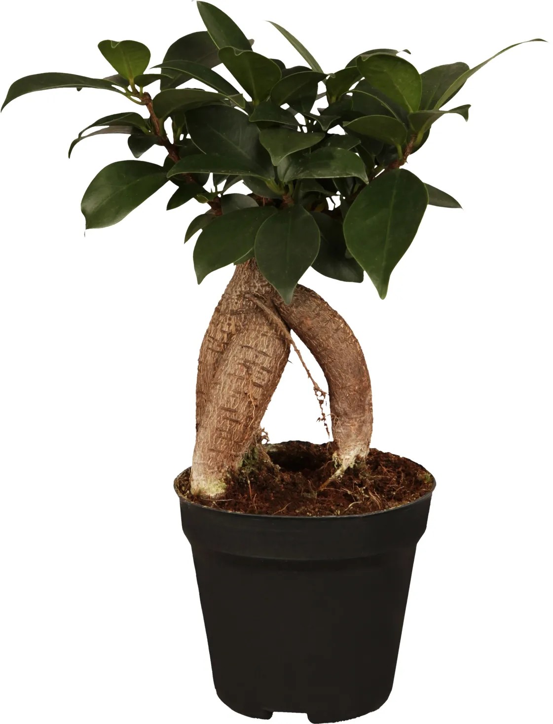 bogenhanf tattoo Phalaenopsis Vinh Long Red Sun 'Dragon Tattoo' – Secret Garden Plant Shop main image 0