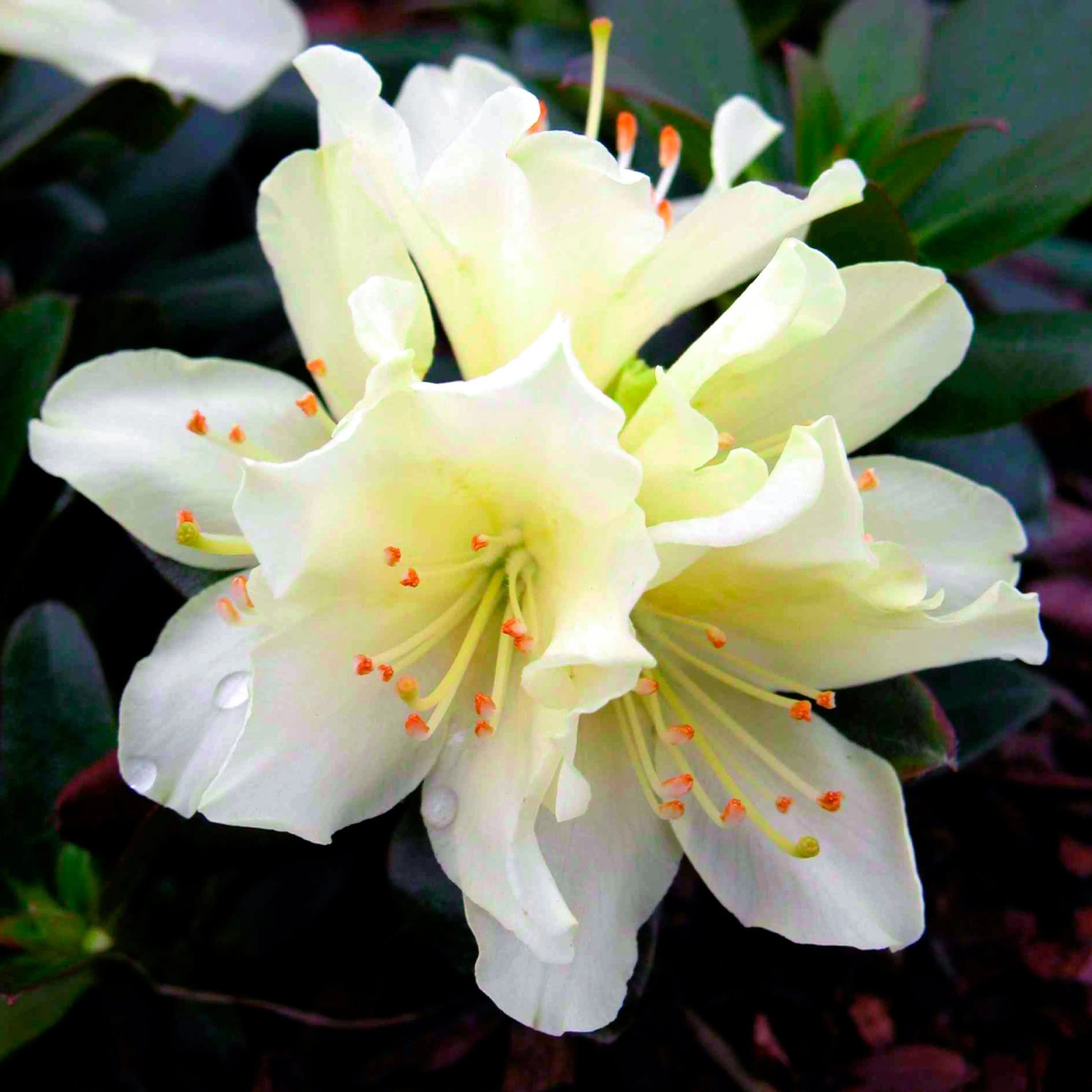 Rhododendron Ludlowii Wren Topf 2 l