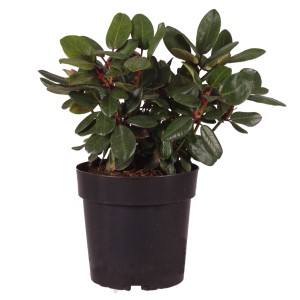Alpenrose Tromba in vaso, altezza circa 30-40 cm, foglie verdi.