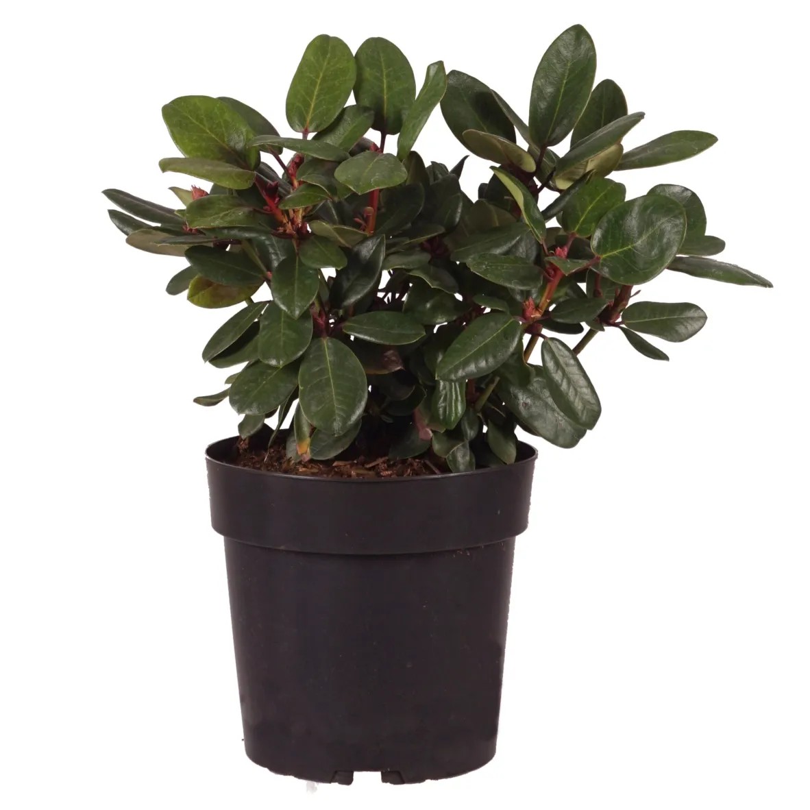 Rhododendron Container 6 l