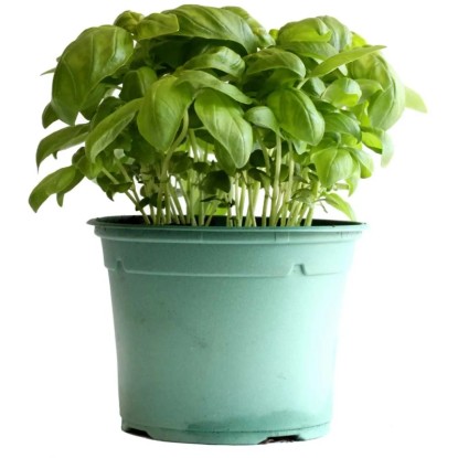 Basilikum Mix Bio Grün-Rot Topf Ø 13 cm / 1 Stk.