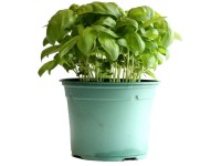 Basilikum Mix Bio Grün-Rot Topf Ø 13 cm / 1 Stk.