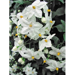 Primo piano del Solanum jasminoides con fiori bianchi e stami gialli.