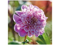 Grow by OBI Dahlia Take Off Rose Blanc 1 pc
