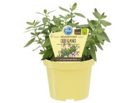 Bio-Oregano Origanum vulgare Topf Ø 12 cm / Höhe ca. 40 cm
