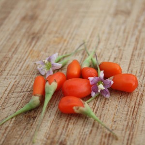 Bacche fresche di Goji Blu con fiori su tavola di legno. Pianta da frutto sana per giardino e balcone.