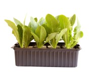 Lattich Grün Bio 12er-Schale