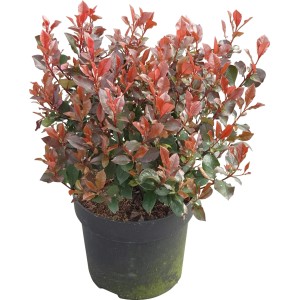 Fotinia Little Red Robin in vaso, alta circa 30-40 cm, con foglie rosse.
