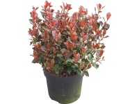 Glanzmispel Little Red Robin Photinia fraseri Topf 6 l / Höhe ca. 30 - 40 cm