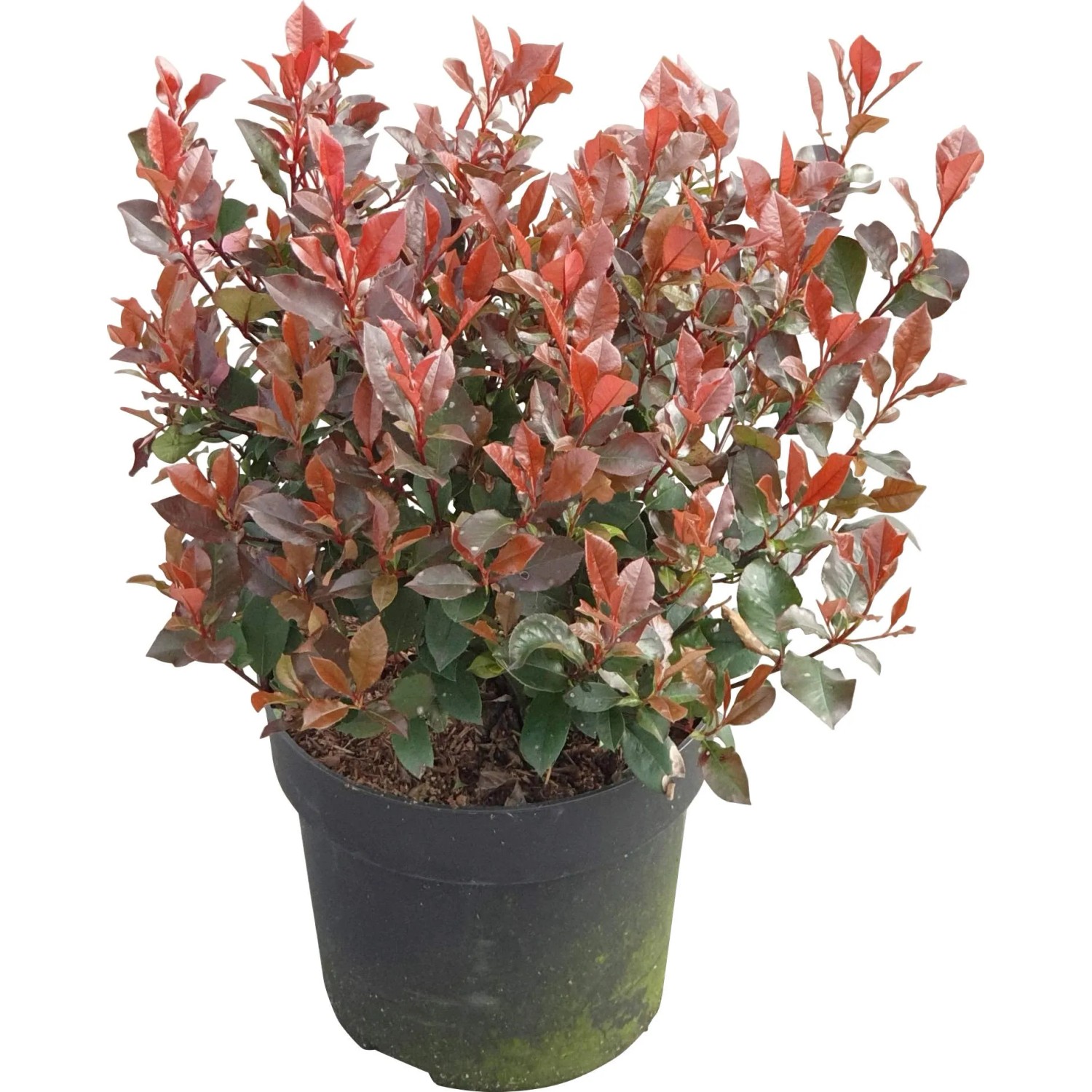 gummibaum drehen Ficus Elastica Robusta auf Stiel | 180cm main image 0
