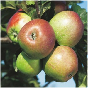 Nahaufnahme: Zwergapfel 'Pumila' mit rot-gelben Früchten am Baum.