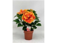 Roseneibisch Hibiscus rosa-sinensis Topf Ø 13 cm