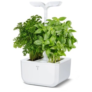 Véritable Indoor Herb Garden Connect White avec basilic et persil.