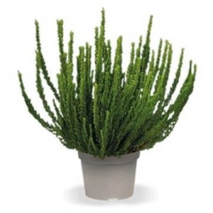 Bruyère Sunset Girls en pot, Calluna vulgaris verte pour plantation d'automne.