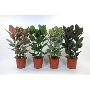Différentes variétés de figuier Ficus Elastica en pot, feuillage de différentes couleurs.