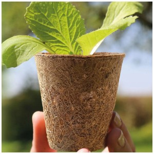 Videx Garden vaso di cocco per piantine con pianta, set da 6, Ø 6 cm, naturale.