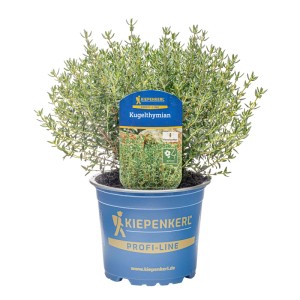 Kiepenkerl Thym globuleux en pot, env. 12 cm Ø. Herbe aromatique de cuisine à forme sphérique.