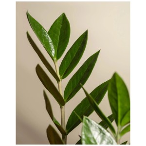 Gros plan sur les feuilles vertes et brillantes d'un zamioculcas zamiifolia de Feey.