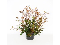 Photinia Pink Marble Busch