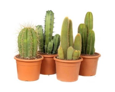 Cactus Canarias Mix Topf  26 cm / 1 Stk.