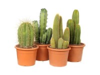 Cactus Canarias Mix Topf Ø 26 cm / 1 Stk.