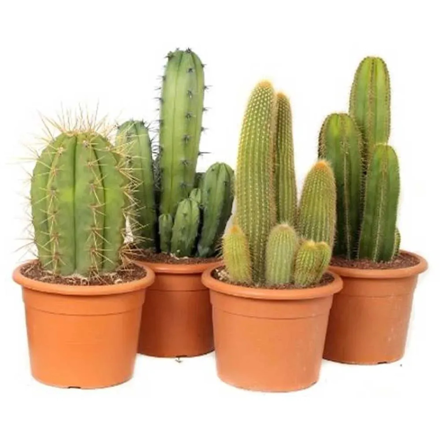 Kakteen bei OBI  Alles fr Heim, Haus, Garten und Bau