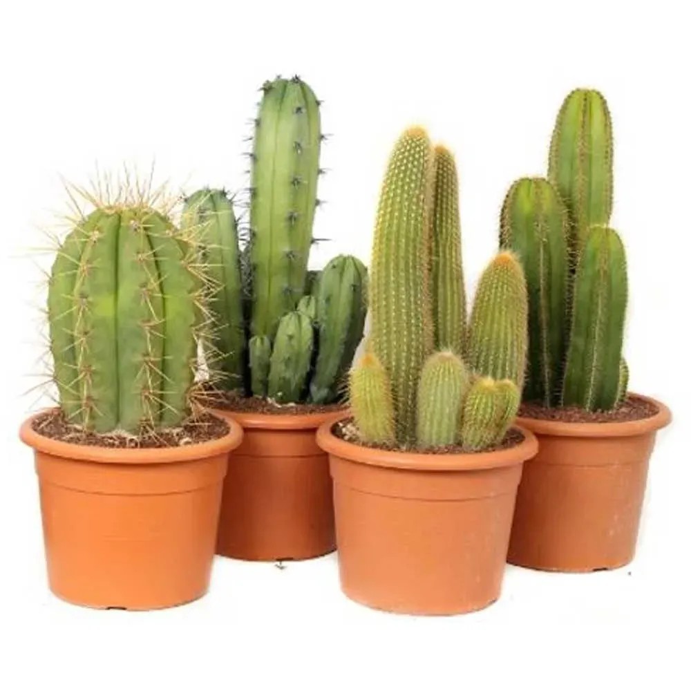 Cactus Canarias Mix Topf  26 cm / 1 Stk.