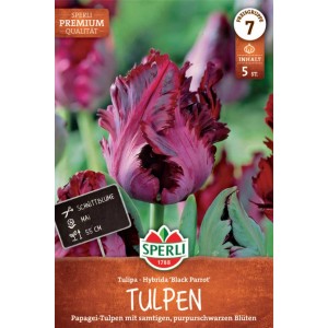 Sperli Papagei-Tulpe Black Parrot, dunkelviolette Blüte