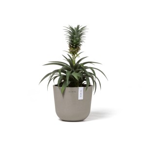 Pot de fleurs Ecopots Oslo Mini, gris-brun, 16x14cm, avec plante d'ananas. Idéal pour l'intérieur et l'extérieur.