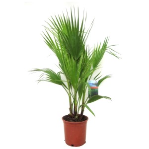 Palmier de Washington (Washingtonia robusta) en pot avec des feuilles vertes en éventail. Idéal comme plante d'intérieur.