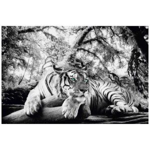 Maxiposter: Tiger im Dschungel, Schwarz-Weiß-Optik mit grünen Augen, 61x91,5 cm.