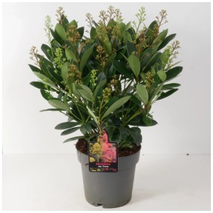 Skimmia Perosa en pot, arbuste à feuilles persistantes avec des boutons floraux.