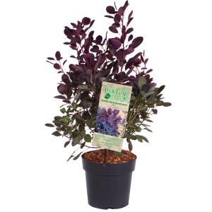 Arbuste perruque 'Lilla' compact à feuilles pourpres en pot, env. 40 cm de haut.