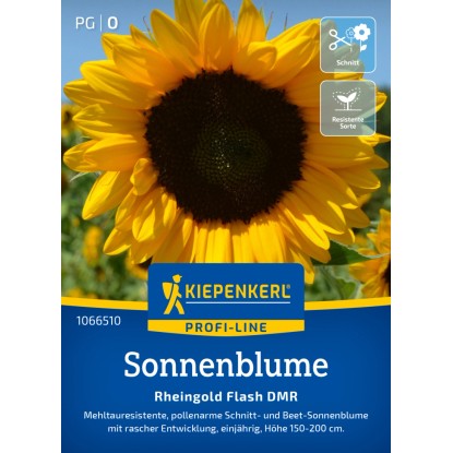 Kiepenkerl Sonnenblume Rheingold Flash DMR F1-Hybride Helianthus annuus