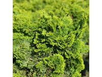 Zwerg-Muschelzypresse Nana Gracilis Chamaecyparis obtusa Topf 6 l