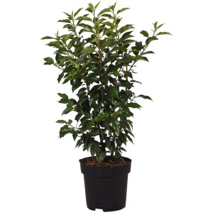 Lauro portoghese Angustifolia in vaso, pianta da siepe sempreverde.