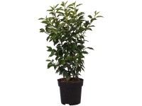 Portugiesische Lorbeerkirsche Angustifolia Prunus lusitanica Topf Ø 18 cm