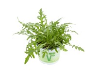 Vitalkräuter verschiedene Sorten Topf Ø 12 cm / 1 Stk.