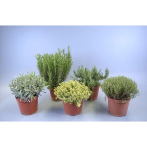 Diverses herbes aromatiques en pot (Ø 17cm) sur l'image.