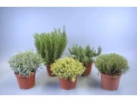 Kräuter in Sorten Topf Ø 17 cm / 1 Stk.