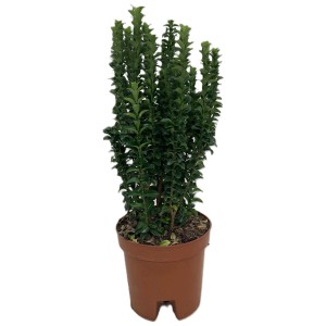 Euonymus Japonicus Benkomasaki in vaso, arbusto sempreverde con foglie strette e verdi.