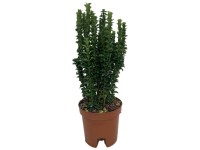 Euonymus Japonicus Benkomasaki Topf Ø 23 cm / Höhe 65 cm