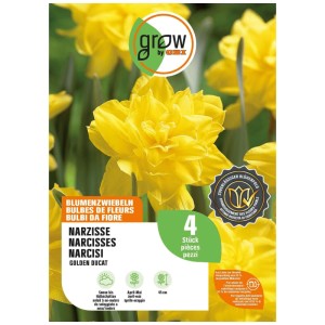GROW by OBI Narzisse Golden Ducat Blumenzwiebeln, 4 Stück. Leuchtend gelbe, gefüllte Blüten, 45 cm hoch.
