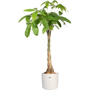 Vaso per fiori Elho B.For Soft Round, Ø 18,3 cm, Bianco con albero dei soldi (Pachira aquatica).
