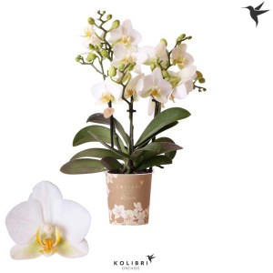 Orchidea farfalla Phalaenopsis Lausanne, fiori bianchi in vaso (Ø 9 cm).