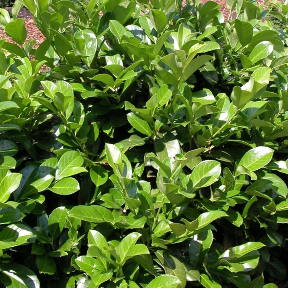 Kirschlorbeer "Novita" Grün 4 l kaufen bei OBI