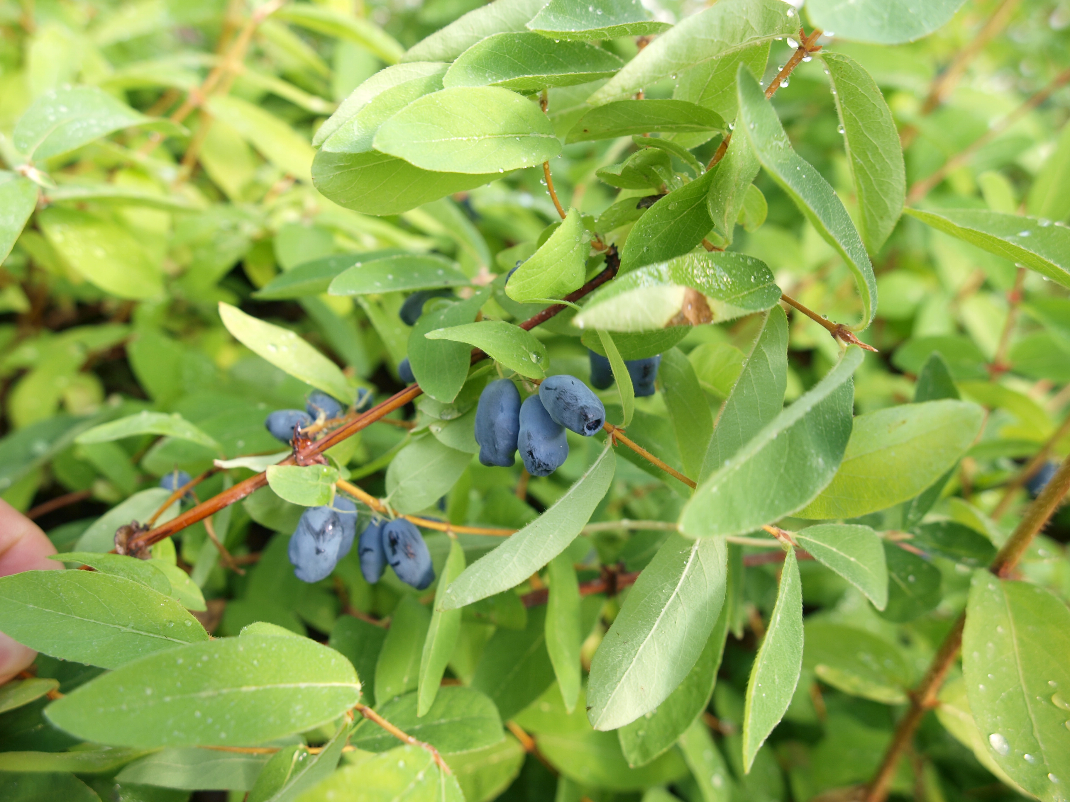 Sibirische Blaubeere TopfØ ca. 12 cm Lonicera kaufen bei OBI