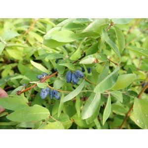 Myrtille de Sibérie (Lonicera) avec des baies bleues et des feuilles vertes en pot.